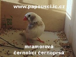 1,0 mramorov ernolc ernoprs