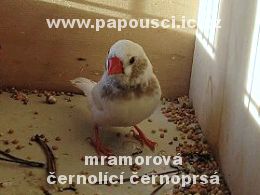 1,0 mramorov ernolc ernoprs